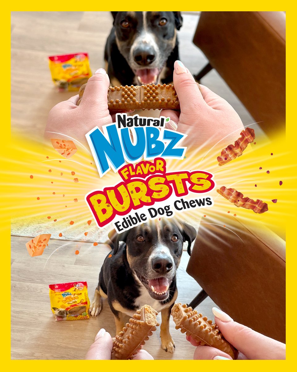 💥 Turn up the treat time excitement with Nubz Flavor Bursts! 💥 Your dog will love these chew treats that are BURSTING with cheesy, bacon-y goodness. Get yours online at <a href="/Walmart/">Walmart</a>, @Amazon, or <a href="/Chewy/">Chewy</a>. 

#Nylabone #Nubz #doglife #dogtreats #chewtreats
