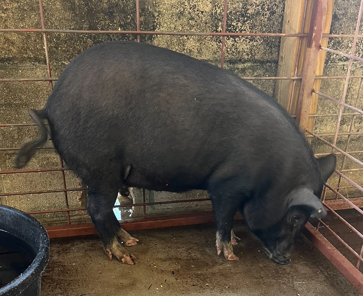 Looking for your lost pig? Pasco Sheriff’s Office Agriculture Unit found the pictured pig in the 20th St. area of Zephyrhills on Aug. 15, around 3:30 p.m. If you can provide proof of ownership, please call the Non-Emergency Line at 727-847-8102, option 7 and refer to case number