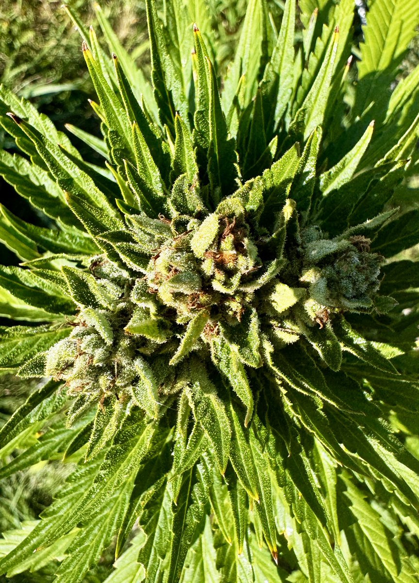 Da-Mad-Scientists (@scientists19193) on Twitter photo Little update day 67 <a href="/autopotusa/">AutoPotUSA</a> auto flower outdoor grow. Bud shots.
<a href="/Speedrunseeds/">SpeedRunSeeds</a> <a href="/BroMendel/">Brother Mendel’s Selections</a> <a href="/grandmasterleve/">grandmasterlevel</a> <a href="/RobCLtv/">Rob CLtv</a> <a href="/Pigeons420/">Pigeons420</a> <a href="/MrGrowIt/">Mr. Grow It</a> <a href="/grow_peaceful/">Grow Peaceful</a> <a href="/ODB123/">Wiz888999</a> <a href="/TheAutopotamus/">autopotamus</a> <a href="/gpwholesale/">GreenPlanet Wholesale</a>
#MadScience #AutoAsassin Little update day 67 <a href="/autopotusa/">AutoPotUSA</a> auto flower outdoor grow. Bud shots.
<a href="/Speedrunseeds/">SpeedRunSeeds</a> <a href="/BroMendel/">Brother Mendel’s Selections</a> <a href="/grandmasterleve/">grandmasterlevel</a> <a href="/RobCLtv/">Rob CLtv</a> <a href="/Pigeons420/">Pigeons420</a> <a href="/MrGrowIt/">Mr. Grow It</a> <a href="/grow_peaceful/">Grow Peaceful</a> <a href="/ODB123/">Wiz888999</a> <a href="/TheAutopotamus/">autopotamus</a> <a href="/gpwholesale/">GreenPlanet Wholesale</a>
#MadScience #AutoAsassin