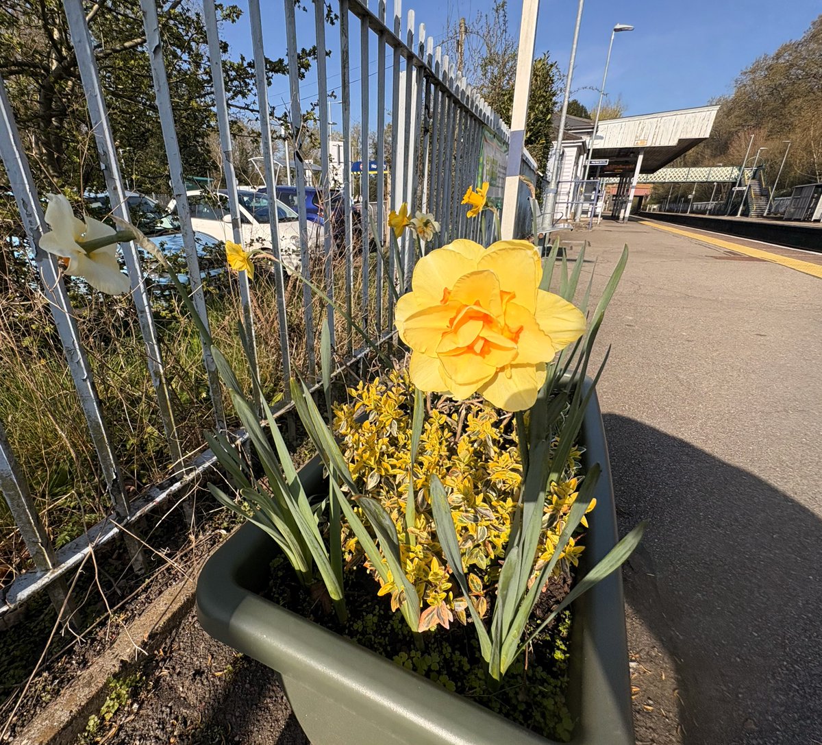 Se_Railway's tweet image. Hildenborough Station’s daffodils signalled the start of Southeastern’s #SEinBloom challenge to promote gardening across stations and depots this year.
