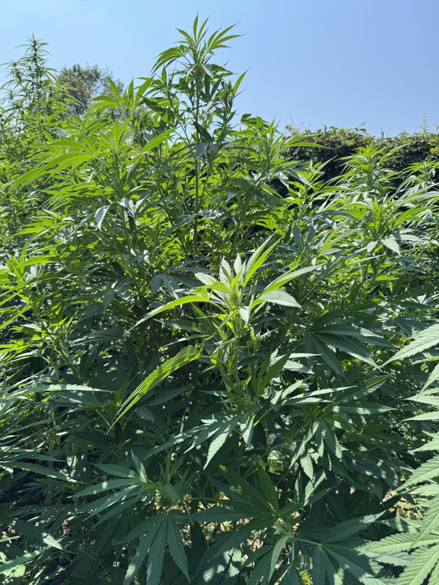 heretic conker tweet media