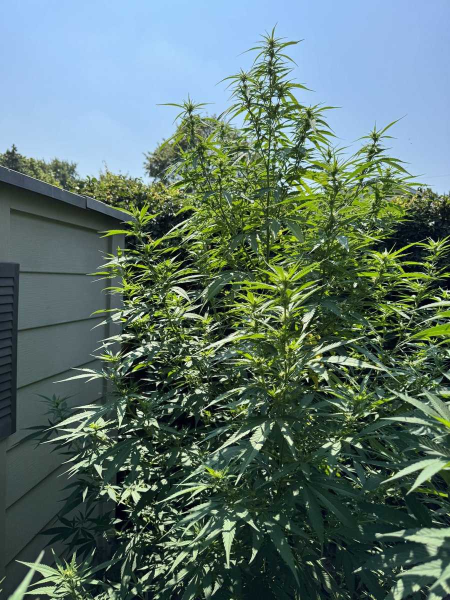 heretic conker tweet media