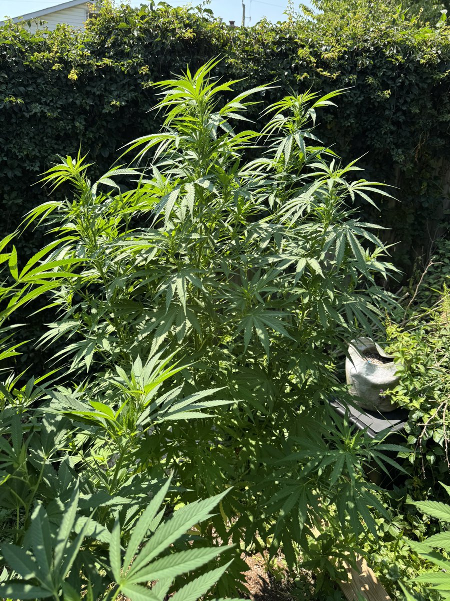 heretic conker tweet media