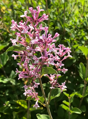 Garden cheer
A later flowering, less showy Lilac, Syringa pubescens, native to Korea and China.
“The smell of moist earth and lilacs hung in the air like wisps of the past and hints of the future.” Margaret Millar