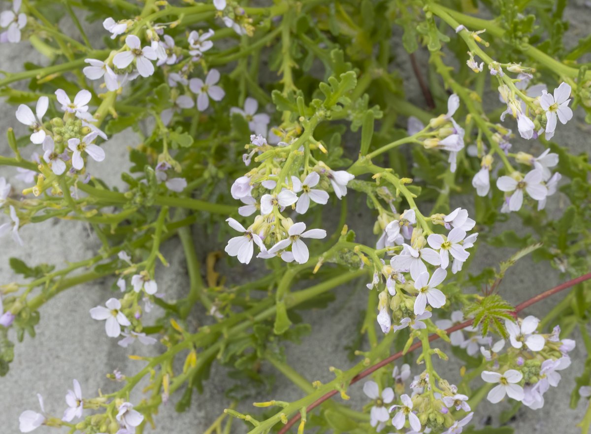 National Plant Monitoring Scheme (@thenpms) on Twitter photo Sea Rocket  (Cakile maritima) is a sand dune species & member of the Brassica family. The simple flowers have 4 petals which can range from pure white, pale pink, through to lilac or vibrant pink. It has fleshy leaves & can be seen growing above the high tide line. 📸 Sue McBean Sea Rocket  (Cakile maritima) is a sand dune species & member of the Brassica family. The simple flowers have 4 petals which can range from pure white, pale pink, through to lilac or vibrant pink. It has fleshy leaves & can be seen growing above the high tide line. 📸 Sue McBean