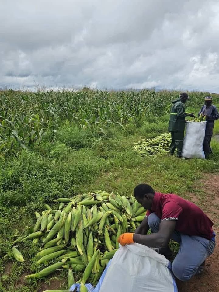 sonkosoul's tweet photo. Magnifique 🤩 nous sommes dans le sud du pays 🇸🇳 en Casamance à Séfa région de Sédhiou où le #PRODAC a débuté la récolte du Maïs 🌽
L’autosuffisance alimentaire est bien possible 🥰🥰# https://t.co/ot8GOuuNlu