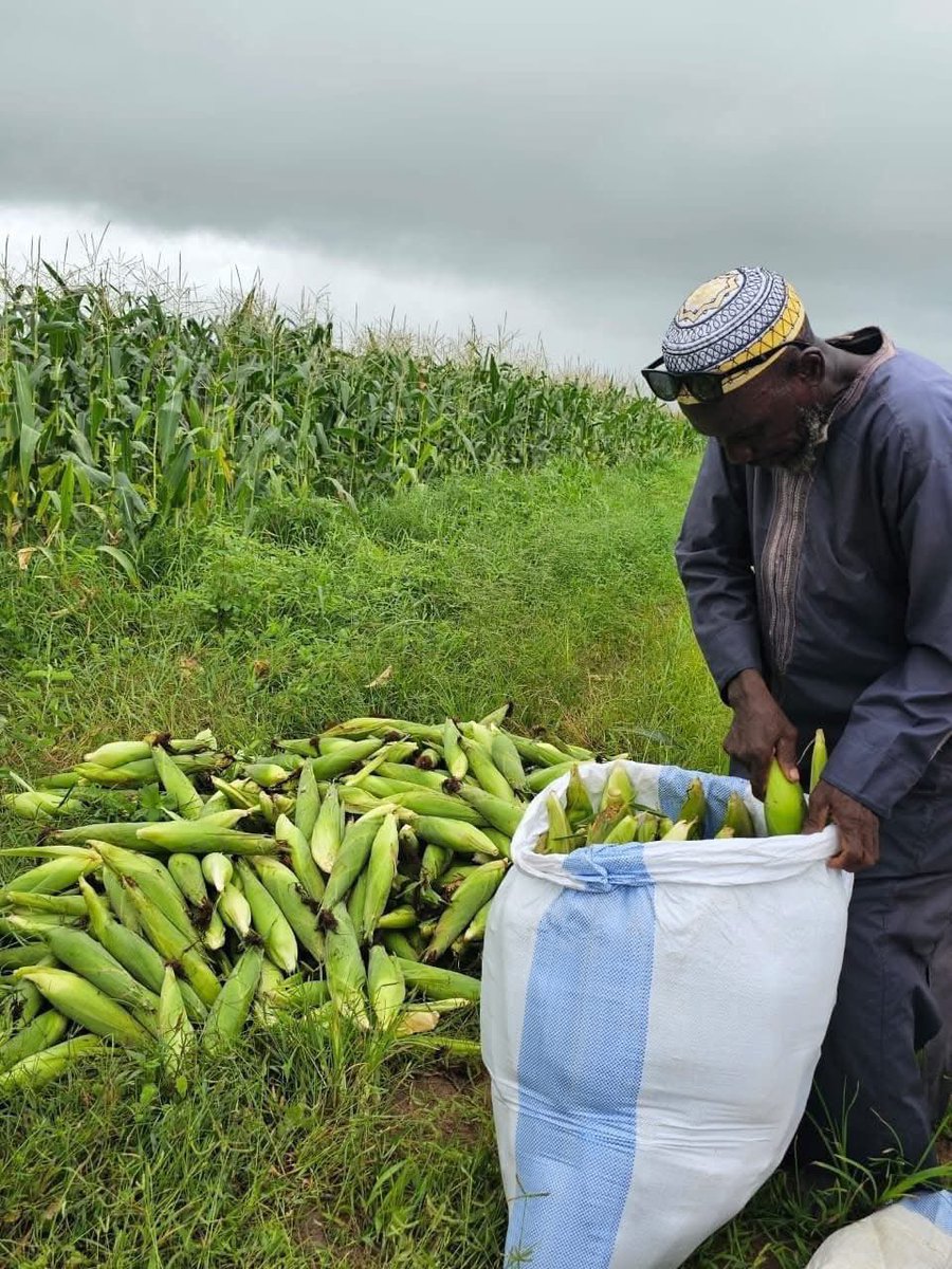 sonkosoul's tweet photo. Magnifique 🤩 nous sommes dans le sud du pays 🇸🇳 en Casamance à Séfa région de Sédhiou où le #PRODAC a débuté la récolte du Maïs 🌽
L’autosuffisance alimentaire est bien possible 🥰🥰# https://t.co/ot8GOuuNlu