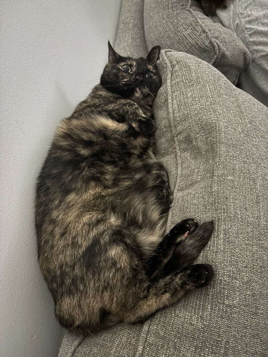 She daydreams of Taco Bell