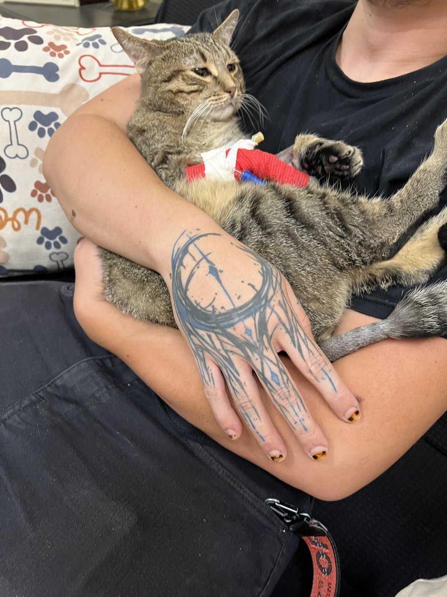 Hey everyone I wasn’t able to save Kip and I had to put him down this morning, I’m sorry

Thank you everyone who tried to help if you want a refund let me know

The remaining funds are going to go towards the debt of the hospital visits and private cremation so I can bring him