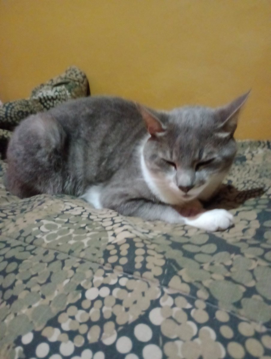 Muy Buenos días 😺 tíos manitos pimis amikos fabulitico shiiii viernes que oi sea un bonito día y un megol día que ayer 💫 difuten cuilesen sobe tolo yosian romroneos los estecume mucho 💗🐾