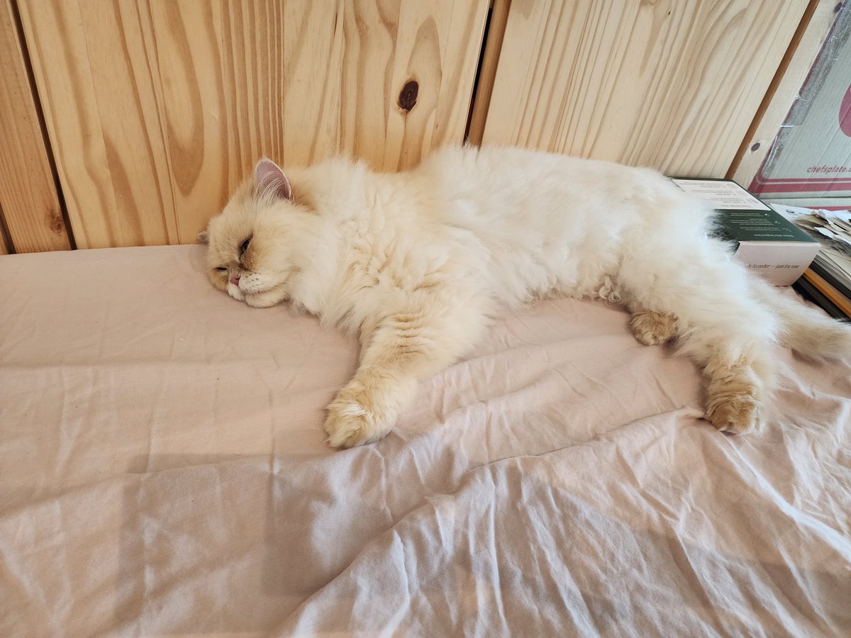 寝室から仕事部屋へと、自分が部屋を移動するごとに猫も付いてきて側で横になるのが地味に可愛すぎる...🤭