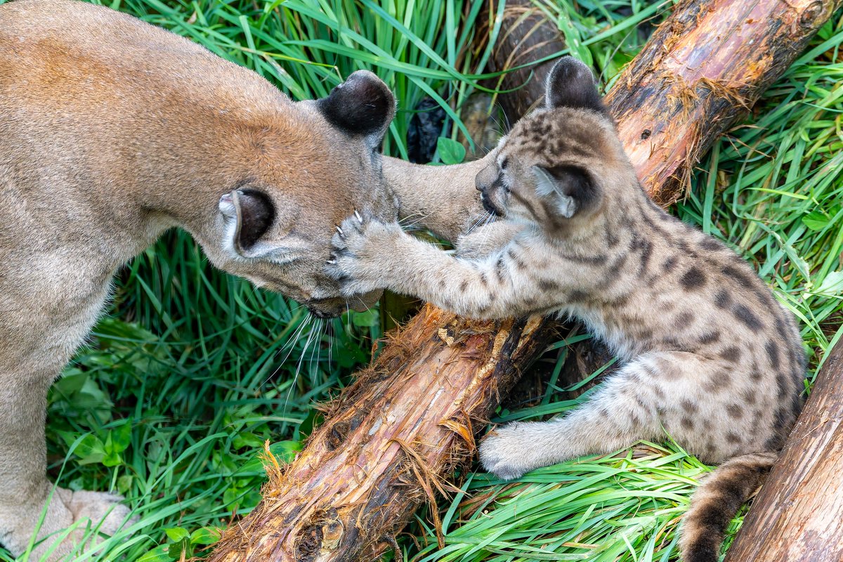 盛岡市動物公園ZOOMO #ピューマ, image size:1200x800