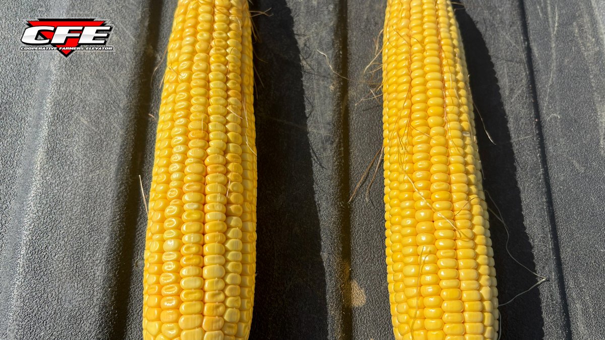 What stage the crop’s at and what those little dents really mean: ow.ly/OQOf50WFy5e #CFEFieldFriday