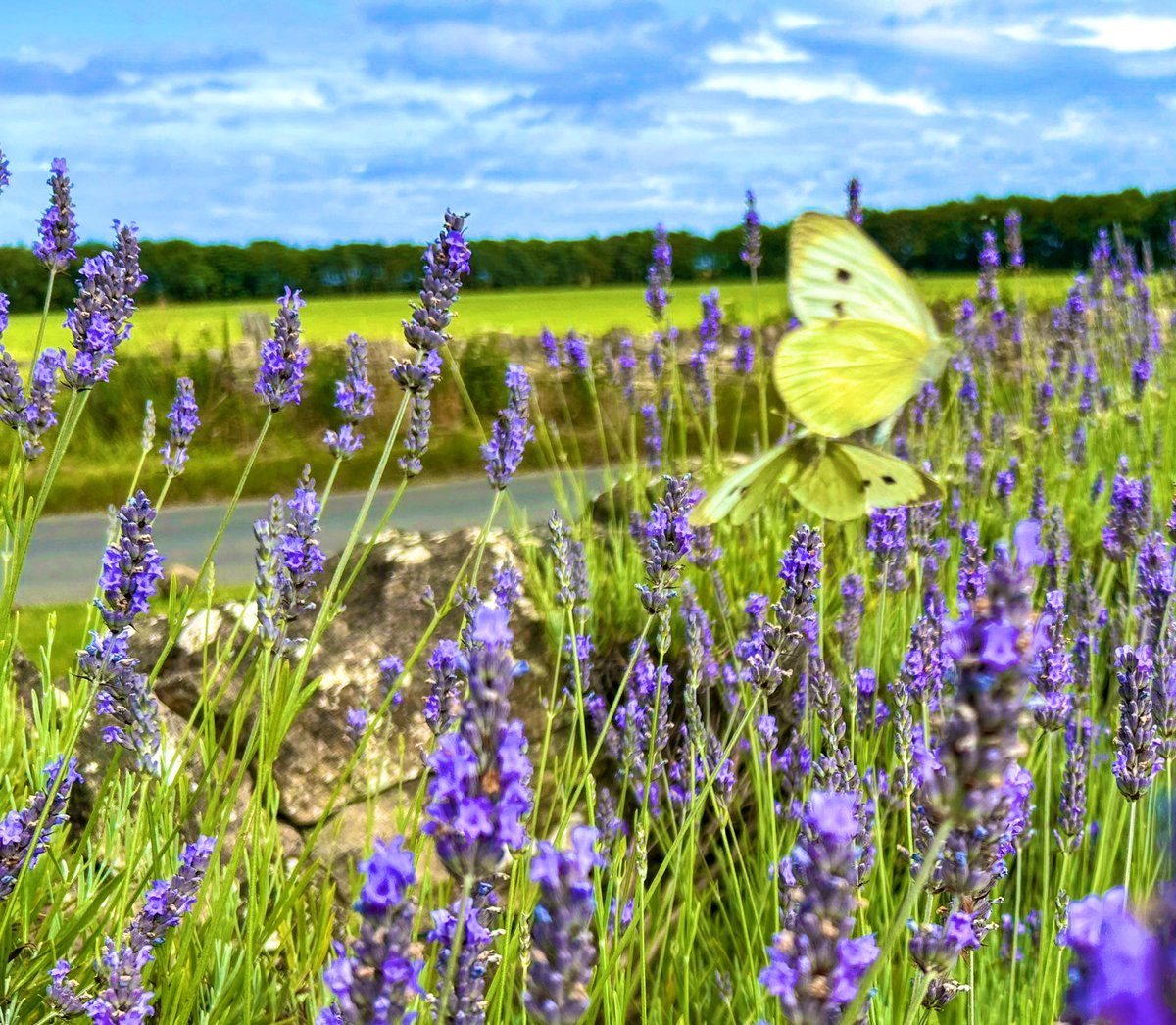 And butterflies photobomb!
#lavender #NatureLover #Butterfly