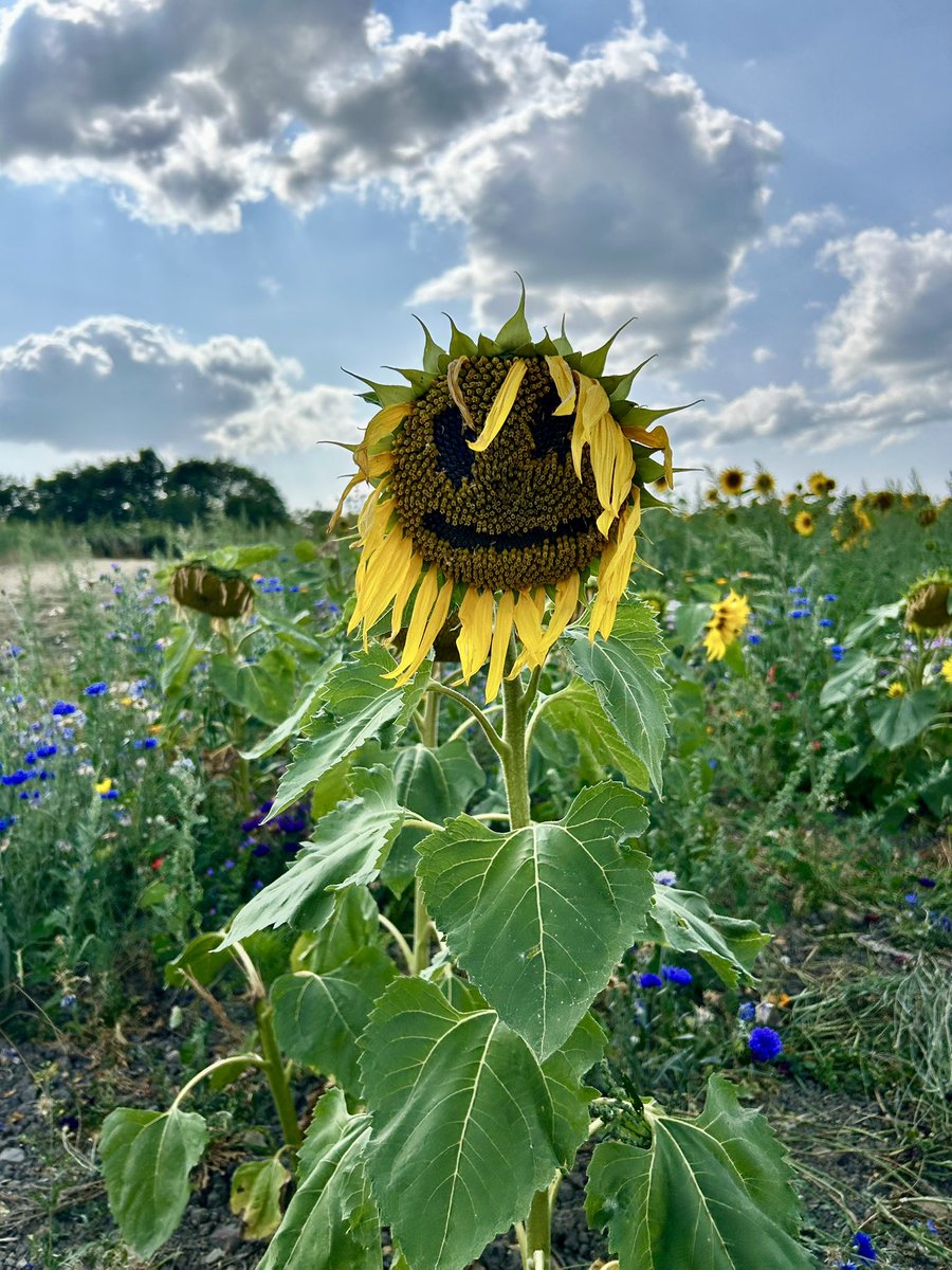 Rich (@rpgilb) on Twitter photo A Friday afternoon with the kids at #Barlow #sunflowers in #Chesterfield I’ve never seen so many and it’s fascinating that they all face in the same direction! We’ve now got 2 in the garden. #derbyshire <a href="/chesterfielduk/">Chesterfield</a> <a href="/vpdd/">Visit Peak District & Derbyshire</a> A Friday afternoon with the kids at #Barlow #sunflowers in #Chesterfield I’ve never seen so many and it’s fascinating that they all face in the same direction! We’ve now got 2 in the garden. #derbyshire <a href="/chesterfielduk/">Chesterfield</a> <a href="/vpdd/">Visit Peak District & Derbyshire</a>