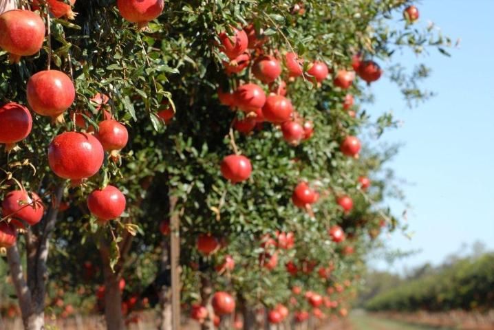 Una mata de granada 
Su carga la hace cimbrar 
Estacas se le deben colocar 
Para evitar ser doblada 
Fruta roja y rosada 
Cuando está ya madura 
El jugo la garganta cura 
Y por su rico sabor 
La comió el libertador 
Saboreando su dulzura