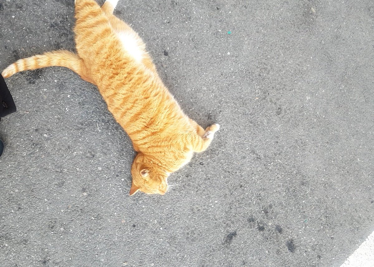 gungsu1069776's tweet photo. @cafeseula 나도 냥이 ㅎㅎ https://t.co/6fcd3N0krJ
