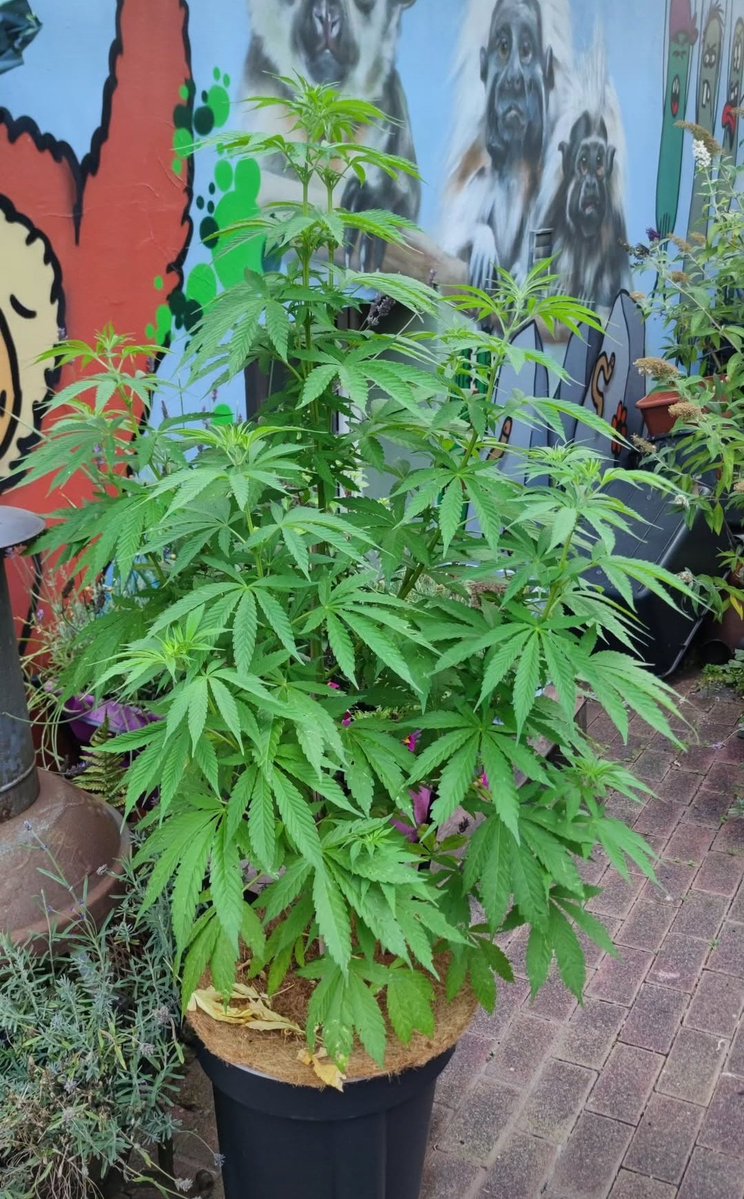 Kannabia Seeds (@kannabiaseeds) on Twitter photo THCV by #KannabiaSeeds 🌱 <a href="/IntKannabia/">Kannabia Seeds Int</a> <a href="/Kannabia_Samen/">Kannabia_Samen</a> <a href="/Kannabia_US/">Kannabia Seeds US</a>
📷 Thanks to our (IG) #kannabist friend @pruegelprinzofweed 🫶😍⚕️🫶💚
kannabia.com/marijuana-seed…
#cannabisculture #THCV THCV by #KannabiaSeeds 🌱 <a href="/IntKannabia/">Kannabia Seeds Int</a> <a href="/Kannabia_Samen/">Kannabia_Samen</a> <a href="/Kannabia_US/">Kannabia Seeds US</a>
📷 Thanks to our (IG) #kannabist friend @pruegelprinzofweed 🫶😍⚕️🫶💚
kannabia.com/marijuana-seed…
#cannabisculture #THCV