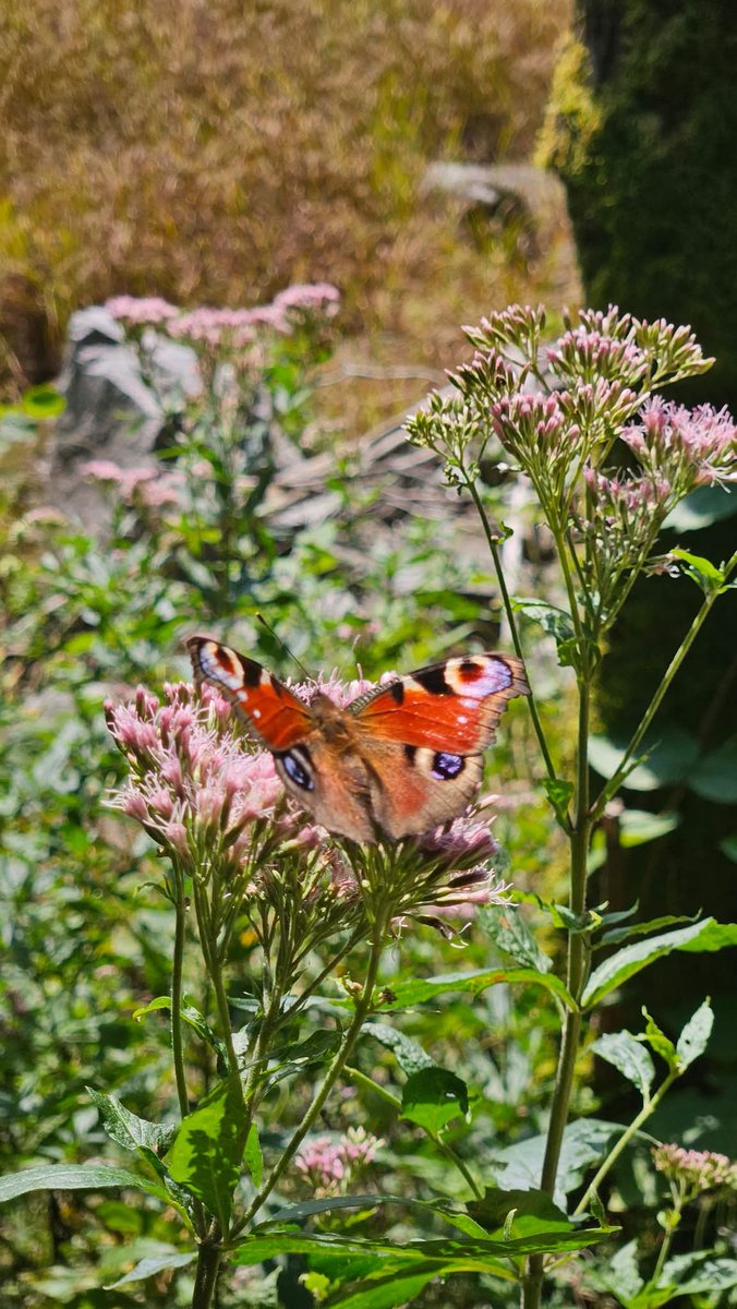 Paon du jour en pleine dégustation #papillons #HautesVosges