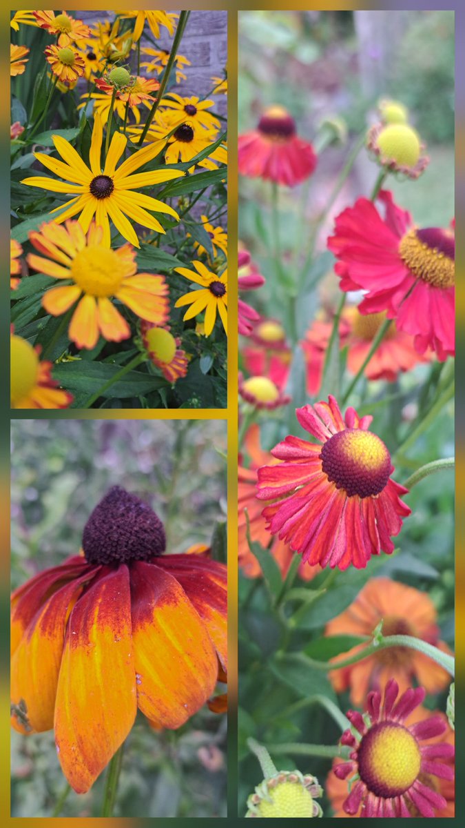 Augustus in de tuin. #helenium #rudbeckia #garden