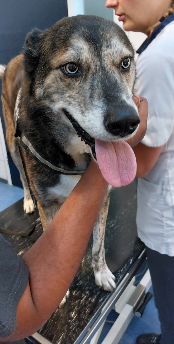 Ice zijn oren zijn weg 🙈
Even naar de dierenarts geweest, al 3 dagen niet lekker, gal spugen, geen eetlust, borrelbuik.
Injectie voor de misselijkheid en onrustige darmen, hopelijk knapt onze lieverd snel weer op 🐾🐕
