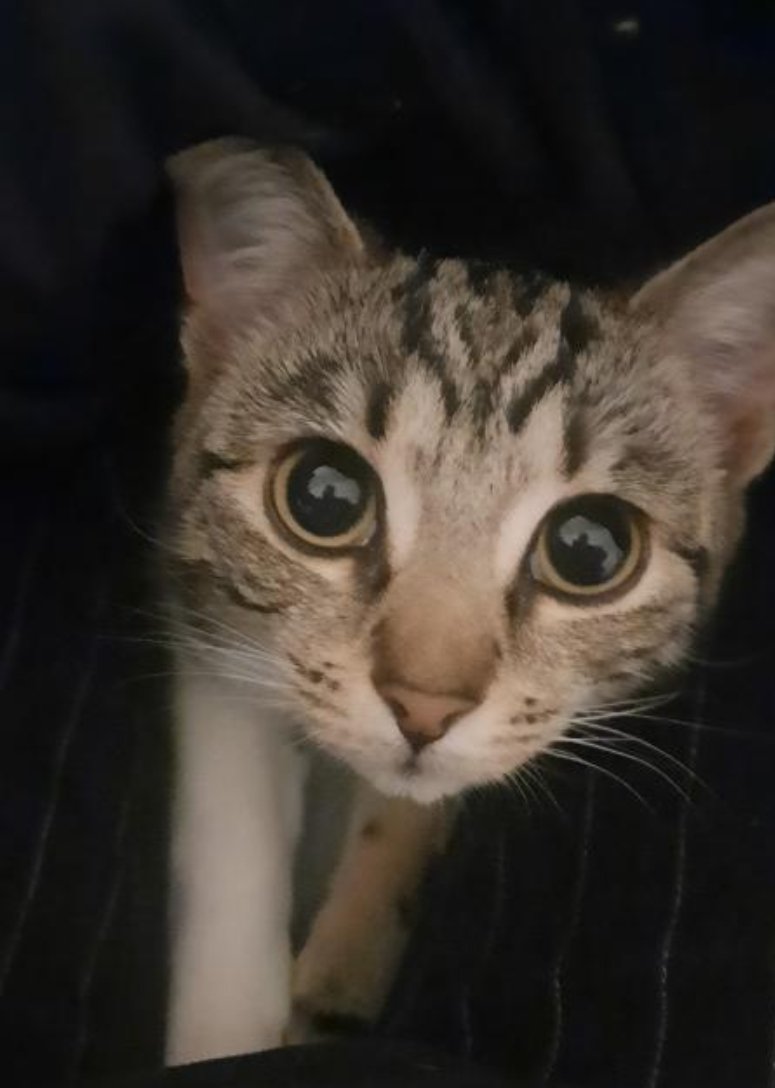 LifeInKilburn's tweet photo. ⚠️ Help reunite Maggie, a 1 year old cat with her owners. She is missing from Sheriff Road.
Please DM if spotted. 🙏 https://t.co/X224DDLwQr