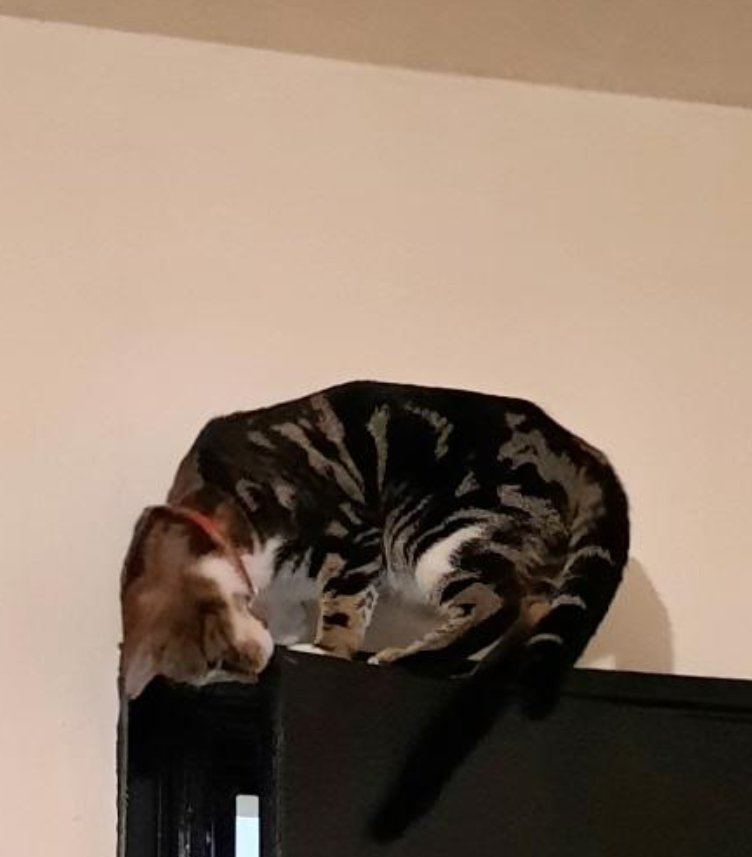LifeInKilburn's tweet photo. ⚠️ Help reunite Maggie, a 1 year old cat with her owners. She is missing from Sheriff Road.
Please DM if spotted. 🙏 https://t.co/X224DDLwQr