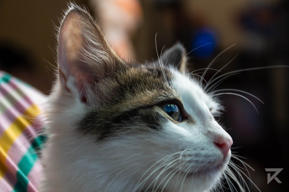 reloadvisionht's tweet image. Ma Chatte, #animal_captures #photoanimalière #haiti #animaldomestique