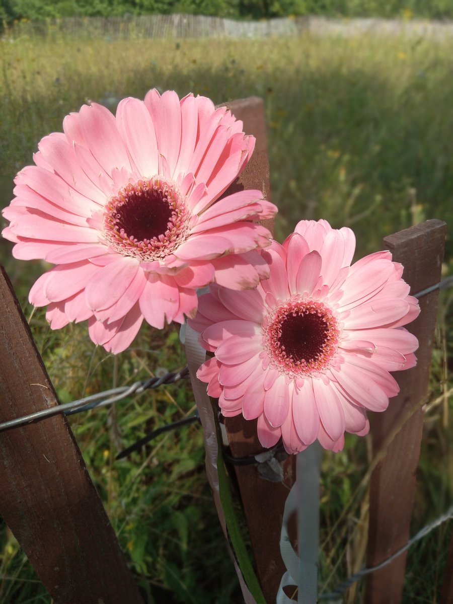 Daisy Ridley Told Husband All the Secrets About Star Wars Return (Exclusive), image size:900x1200