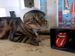 JayDoe2Mer tweet media