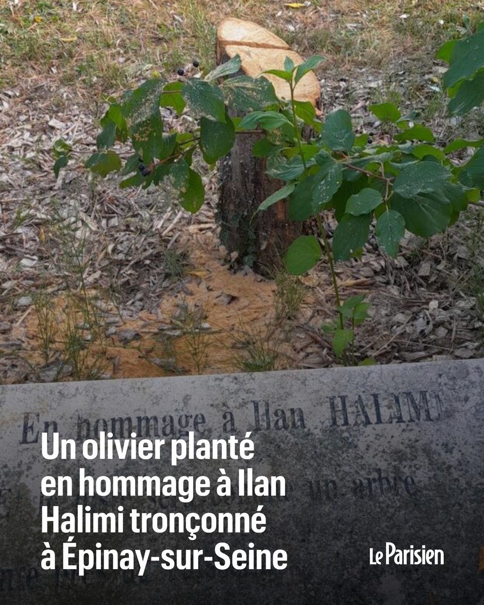 ErsiliaSoudais's tweet photo. Ilan Halimi est mort à cause d'antisémites, et un antisémite ne veut pas même qu'il repose en paix.

Pensées pour sa famille.

Cet olivier, c'était le symbole de la paix et de l'amour face à la haine de ces barbares. L'arbre est tombé, mais la haine ne gagnera jamais. https://t.co/yK07edddAI