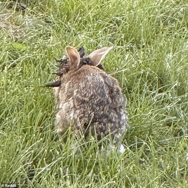 🛑🇺🇸Des "lapins cornus" ont été observés aux États-Unis.
Les animaux sont infectés par le virus du papillome de Shope.
Le virus a été enregistré pour la première fois en 1933, et il se propage par les piqûres d’insectes et le contact avec d’autres lapins.