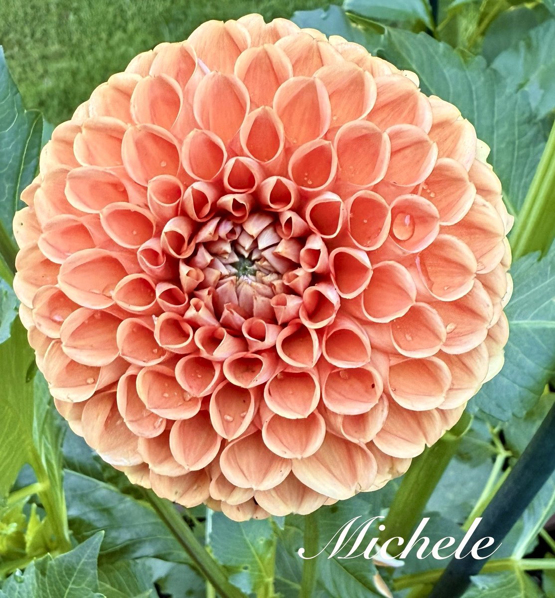 My peachy dahlia with a tear🥲I hope it’s a joyful tear! Lol Happy Friday! 🍑🧡🤗🙋🏻‍♀️ #FlowersOnFriday #flowers #flower #dahlia #GardeningX #mygarden #gardening #garden #flowerphotography #FlowersOnX #NatureBeauty #GardeningTwitter #Peachful