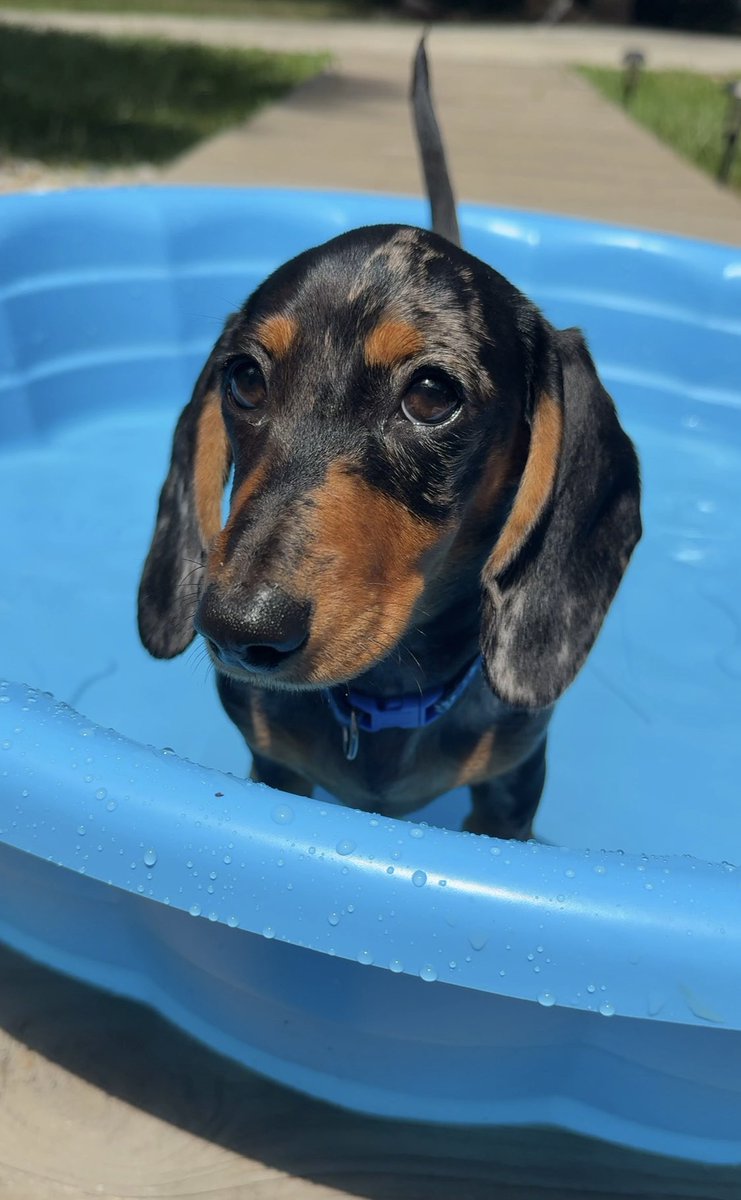 Teaching Rock how to swim today