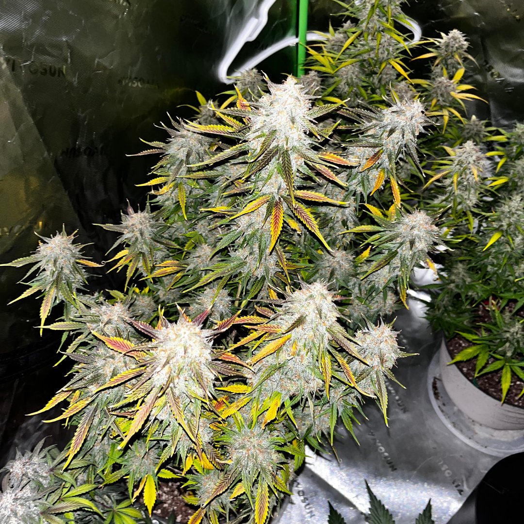 Auto_Seeds's tweet image. Zkittlez 🌈

Fruity, resin-coated buds with a candy-like aroma and relaxing effects. This fast-finishing auto packs vibrant colors, sweet flavor, and uplifting vibes in every harvest.

📸 pnwhomegrown