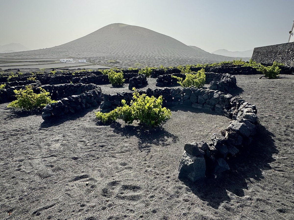 cataficion's tweet photo. Espectaculares los viñedos de Malvasía Volcánica en Lanzarote. https://t.co/CvWo28vDJa