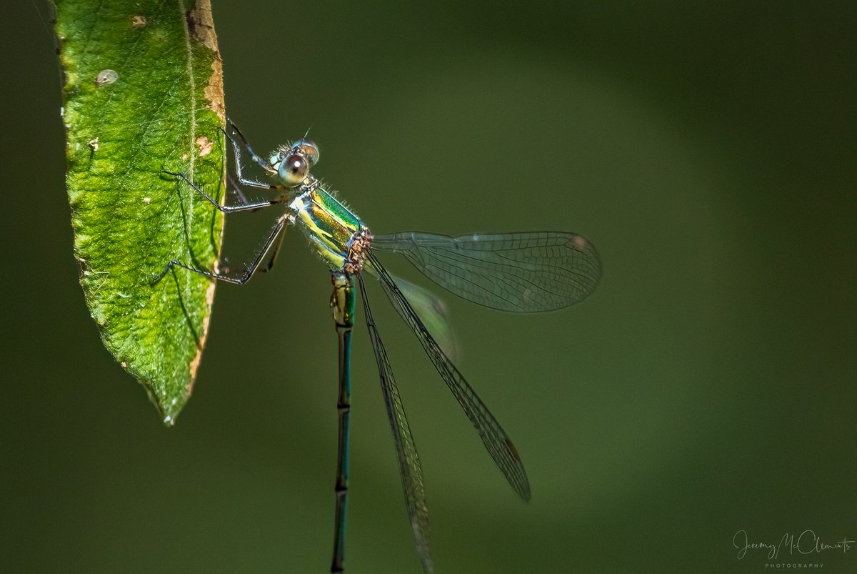 Emerald Damselfly, one of at least half a dozen around the  boardwalk at Blashford lakes. <a href="/BDSdragonflies/">British Dragonfly Society</a> #damselfly #NatureLovers #wildlifephotography #BBCWildlifePOTD