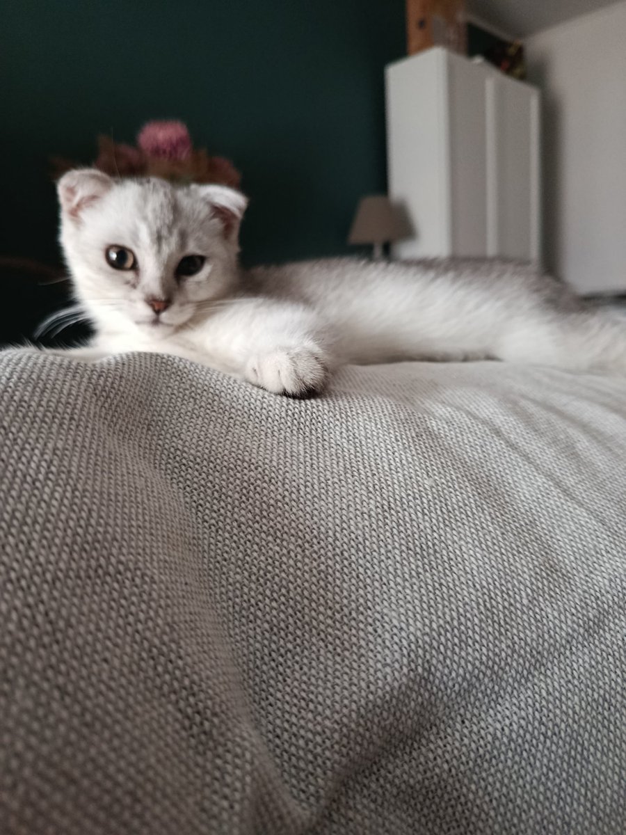 UTerdo's tweet image. Think this little one has settled. A week and he's lording it up.