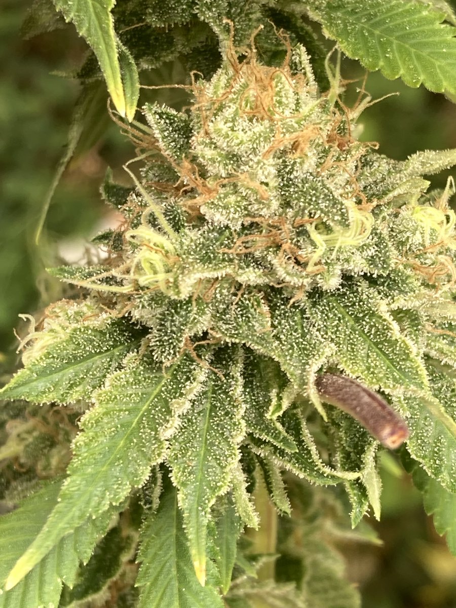 Sis Skunk : chemdog sister x ( skelly Hash plant x SSSC skunk 1 ) at harvest day 67 Flower