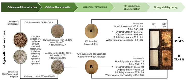 Agroindustrial residues offer potential for #biodegradable #polymers
🌿 3,045M tons of annual residues 
☕️ 88.8% α-cellulose from coffee husks
🌾 Biopolymers degrade 84.4% within 110 days

tnyp.me/F67A69Wi

#BioResJournal #OpenAccess #Biopolymer #Sustainability #Pub2Post