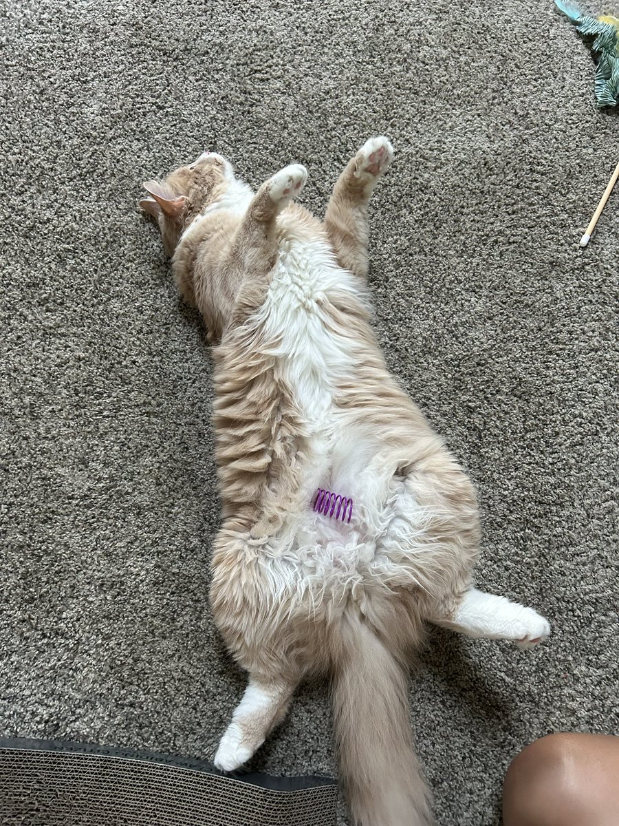 ShrimpTeddy's tweet photo. Doesn’t even know there’s a spring on his belly. Idiot https://t.co/FFauX2m7fJ