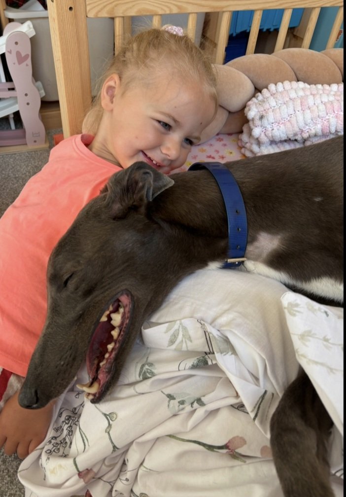 Greyhound fans, I'm asking for help. Sehnsa Ace has found himself in a difficult situation and needs our help. Please, if you can, share far and wide and donate if at all possible 🙏
<a href="/Conneely123/">Joe Conneely</a> <a href="/barkingmadryan/">Barking Mad Betting</a>
<a href="/Hobbsy67/">Jonathan Hobbs</a> <a href="/GreyhoundNewsUK/">Greyhound News UK</a>

gofund.me/6560aae1