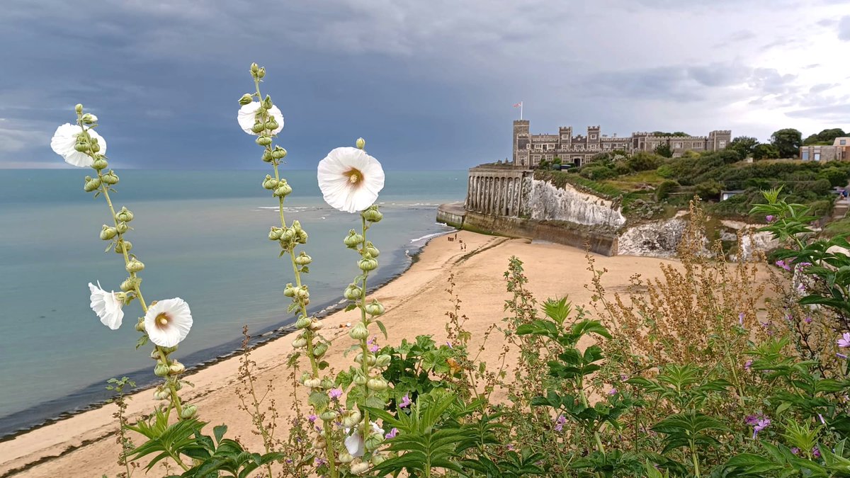 Ever since a charming couple we met in Peyriac sur Mer pointed to a flowering plant and said 'olee - oaks?' That is what we have called them.  Pic by Liz McElwain on one of our clifftop walks.