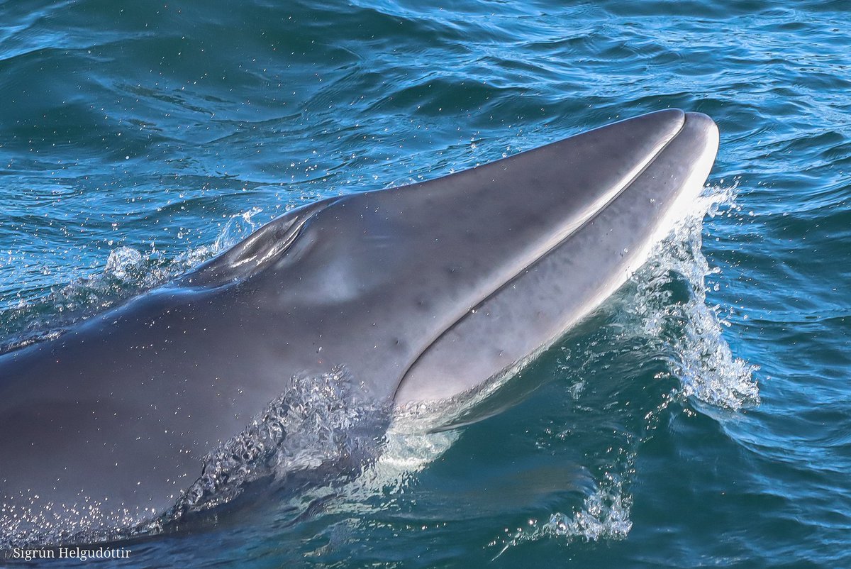 DYK - whales do, in fact, have hair?

all cetaceans are born with whisker-like hairs on their rostrum. in most species, these fall off shortly after birth, but the follicles remain visible for the rest of their lives.