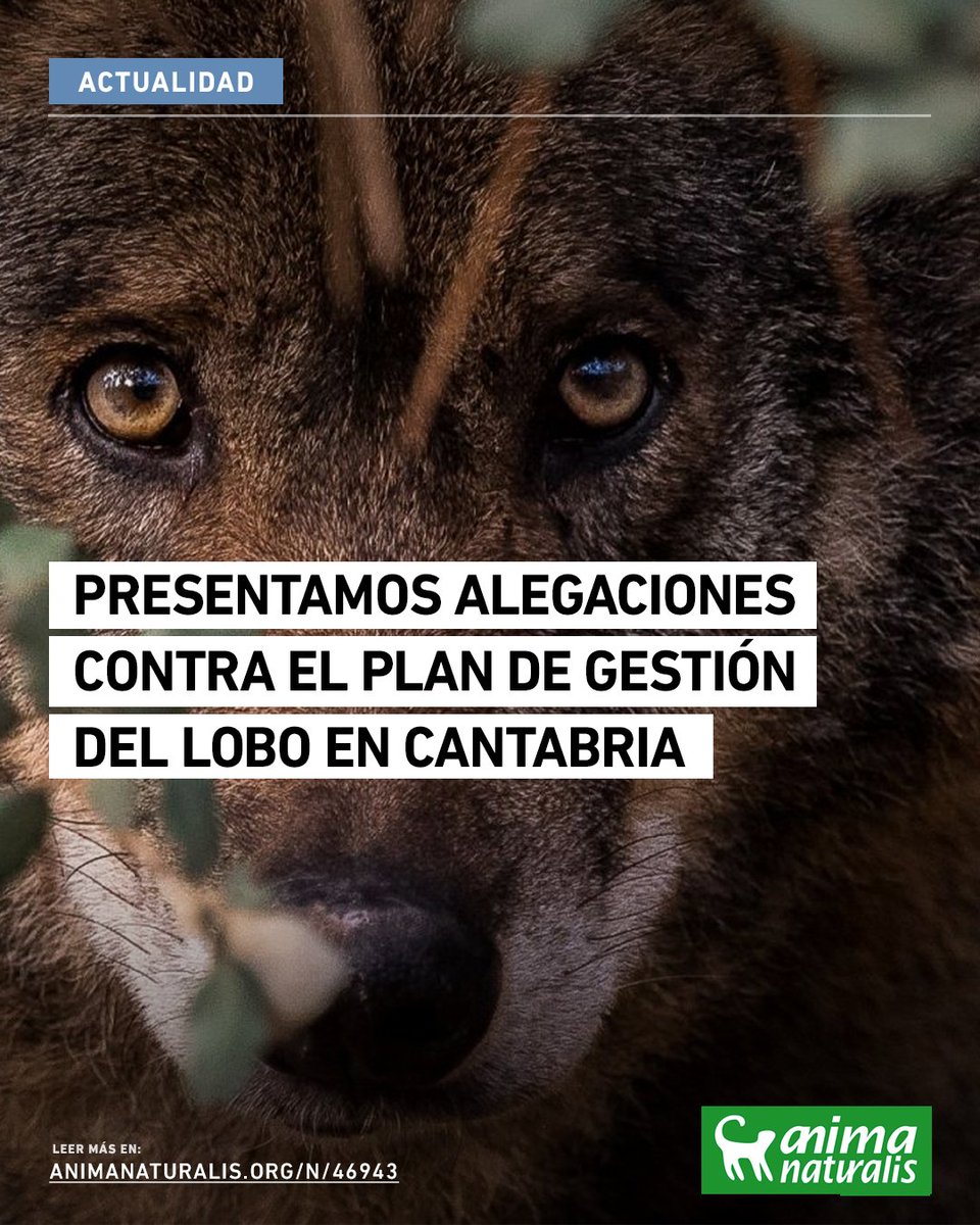 🔴🐺 ALERTA | AnimaNaturalis presenta alegaciones contra el plan de gestión del lobo en Cantabria.

❗ El proyecto del Gobierno vulnera la legislación vigente, manipula los datos poblacionales y perpetúa una gestión letal ineficaz y contraria a la conservación de la especie.