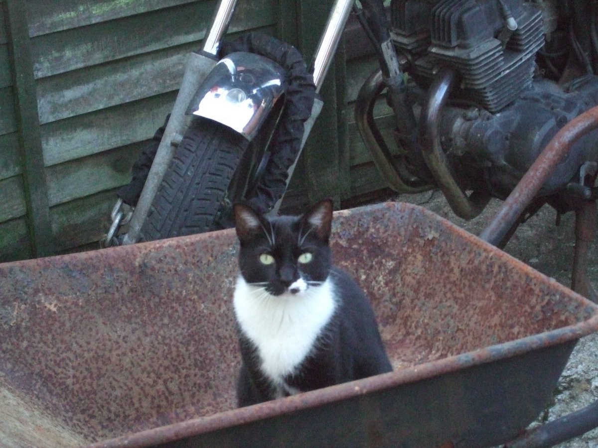 aliceCubberly's tweet photo. #Catoftheday my old boy of 18 Buzz https://t.co/qUmAPdSKP7