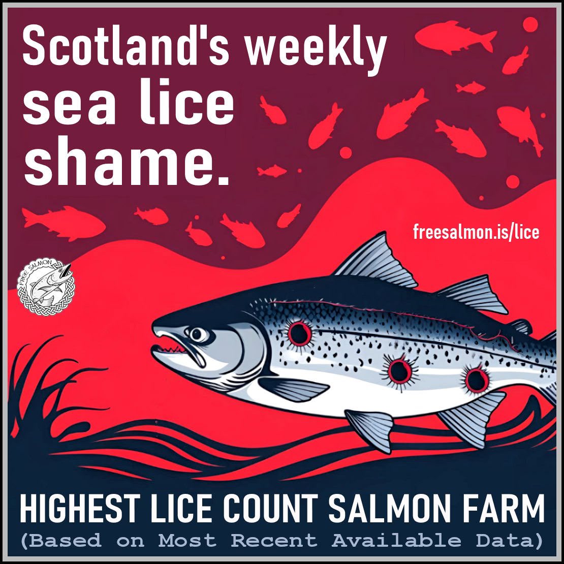 This week it’s Bakkafrost owned; Gob a Bharra in loch Fyne. 
4.2 adult female lice per fish. 
Check our website for more details