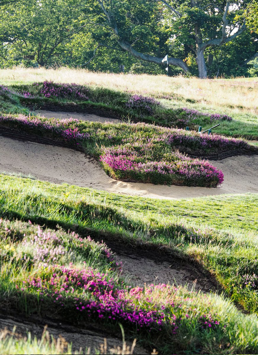 • Heather in full swing 💜🏌‍♂️⛳️ •