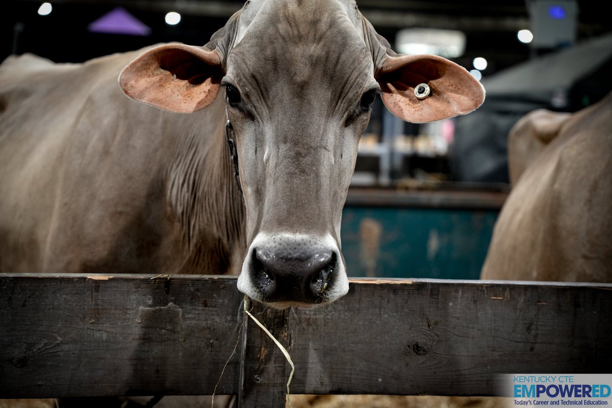 KY_CTE's tweet image. The @KentuckyFFA is showcasing the best of the best at the @kystatefair!
Students from across the state are competing in Career Development Events, putting their skills to the test and preparing to be the leaders of tomorrow.