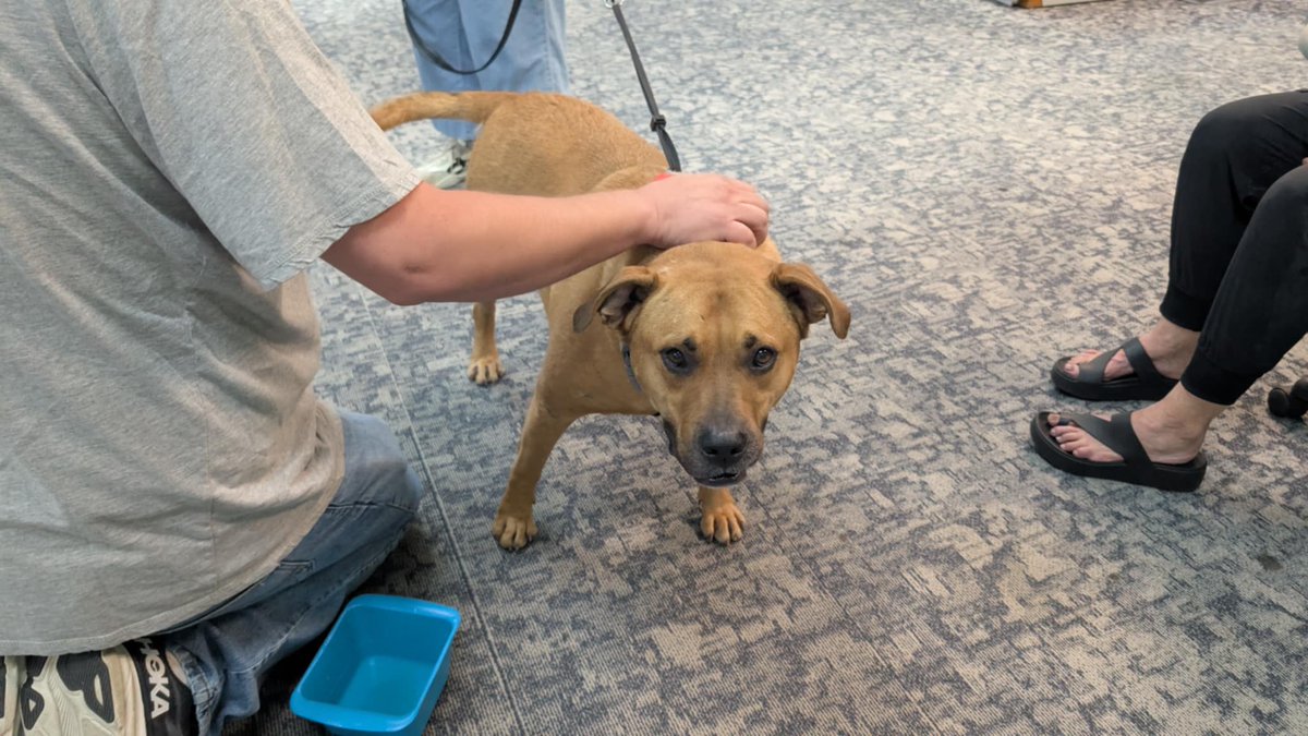 Sebastian stopped by the station today! He went on TV hoping to find a home. He's with <a href="/vhslifesaver/">Vanderburgh Humane</a> if you are interested in this sweet boy!